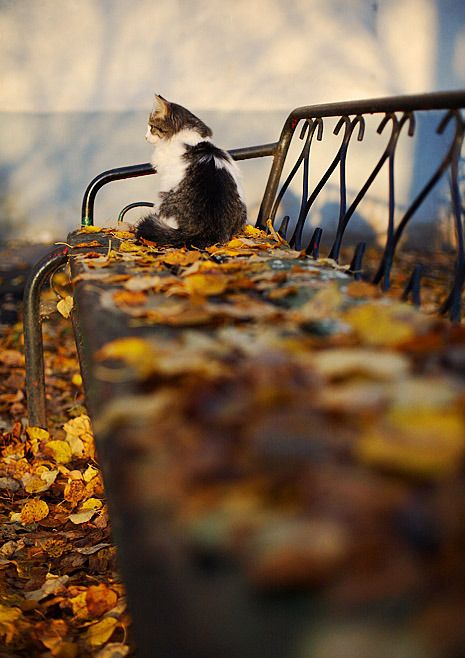 Как Подписать Фото В Инстаграме Осенью Красиво